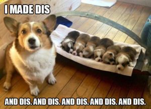 funny-corgi-puppy-bed